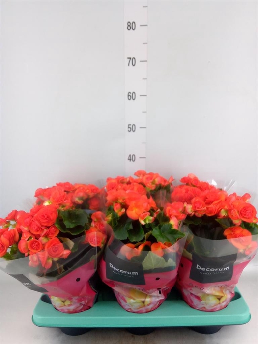 <h4>Begonia elat. DU 'Reina'</h4>