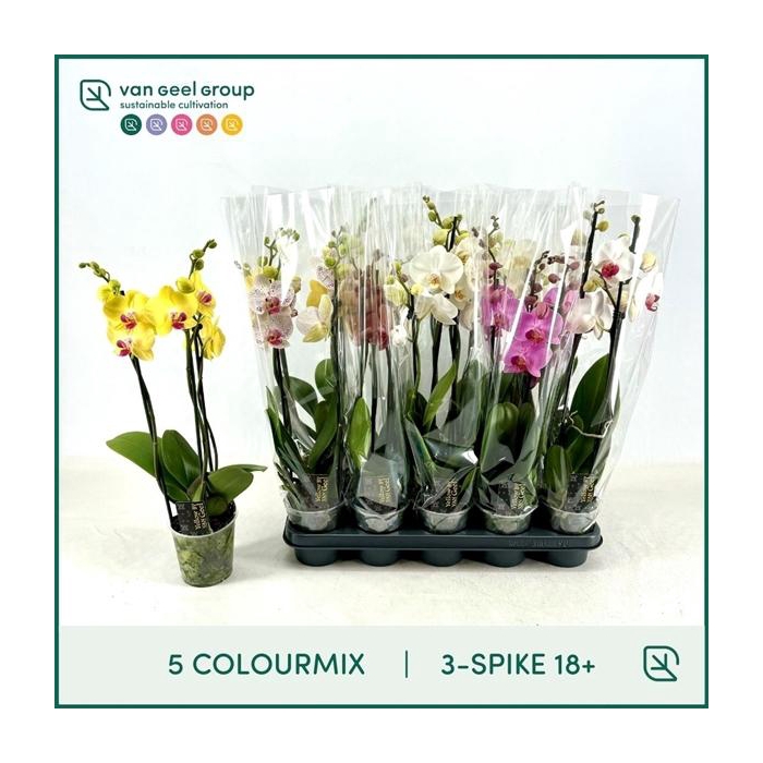 <h4>3-tak 18+, 5 colourmix</h4>