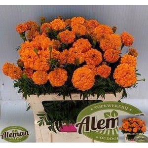 TAG E PROMISE ORANGE