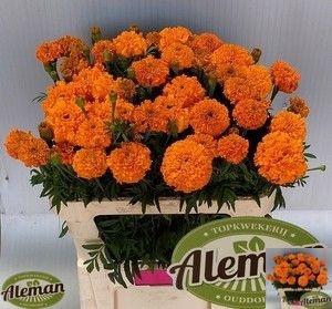 <h4>TAG E PROMISE ORANGE</h4>