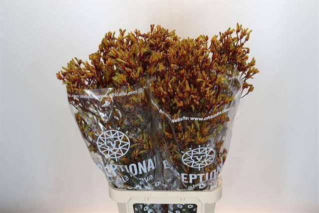 <h4>ANIGOZANTHOS GOLD FEVER*</h4>