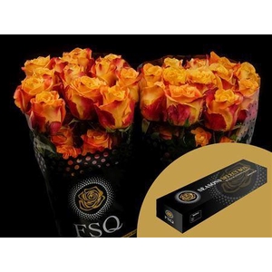 R Gr Silantoi Xl Box