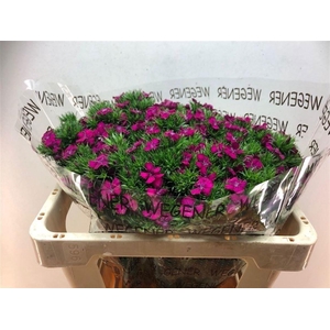 Di Barb Am Neon Purple