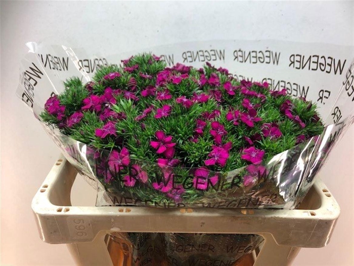 <h4>Di Barb Am Neon Purple</h4>