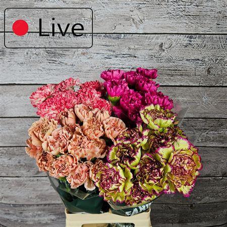 <h4>Di St Gemengd In Fust Mix</h4>