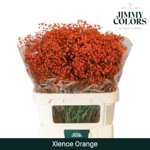 <h4>Gyps Xlence L80 Orange</h4>