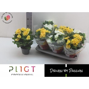 !! PROMO !! BEGONIA YELLOW/WHITE P14