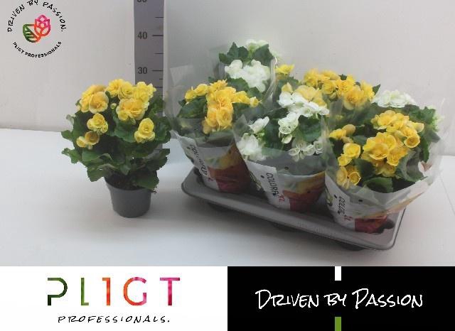 <h4>!! PROMO !! BEGONIA YELLOW/WHITE P14</h4>