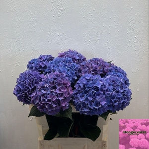 HORT RODEO DARK PURPLE HYDR M CH RO