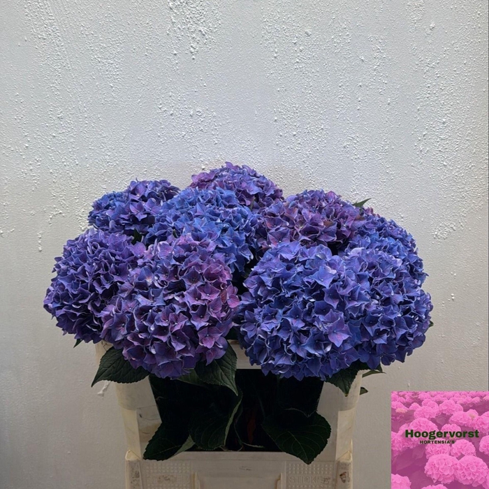 <h4>HORT RODEO DARK PURPLE HYDR M CH RO</h4>