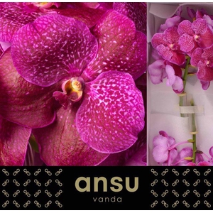 Vanda S Mag Fuchsia