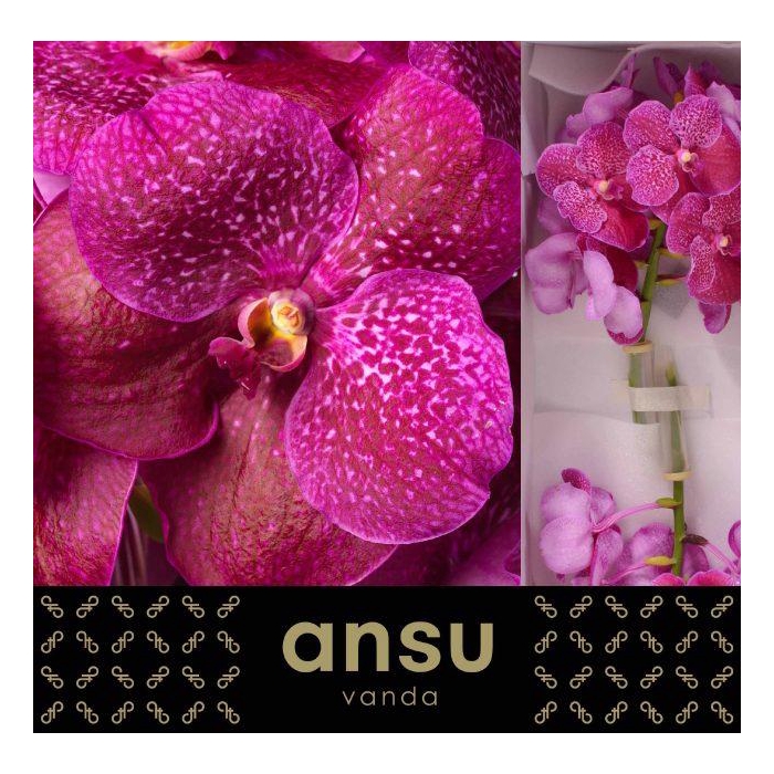 <h4>VANDA S MAG FUCHSIA</h4>