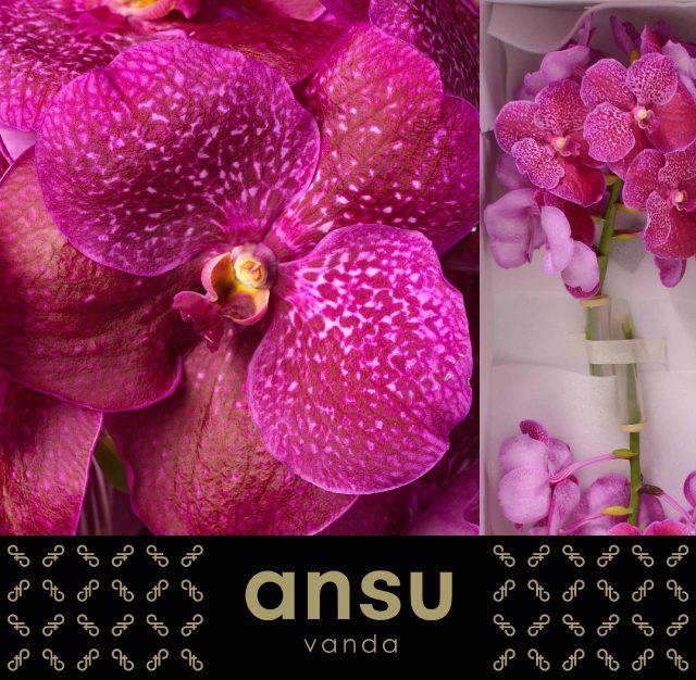 <h4>VANDA S MAG FUCHSIA</h4>