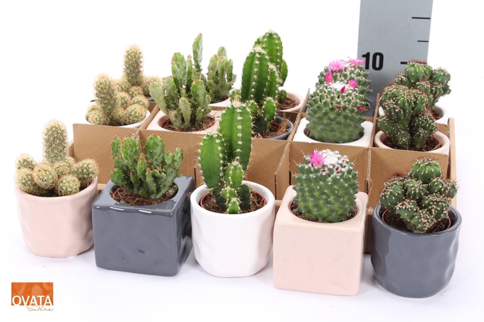 <h4>CACTUS GEM 5 SRT</h4>