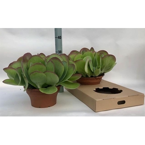 KALANCHOE THYRSIFL