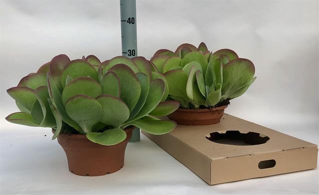 KALANCHOE THYRSIFL