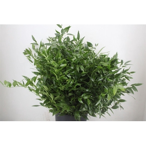 Ruscus Short 400gr P Bunch