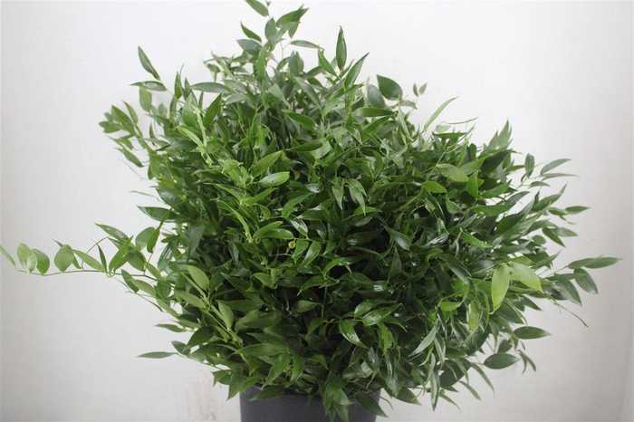 <h4>Ruscus Short 400gr P Bunch</h4>