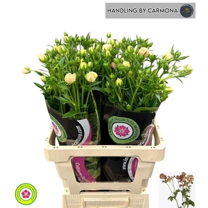 RAN CO MAG SALMOUSSE