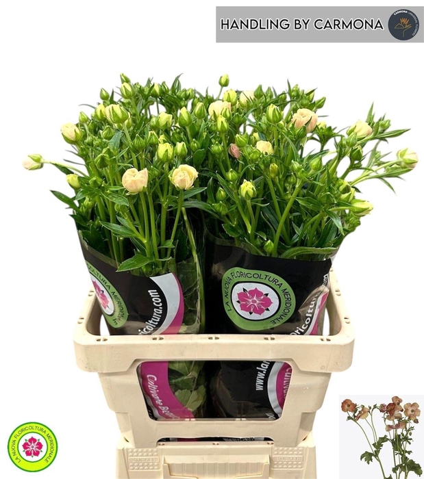 <h4>RAN CO MAG SALMOUSSE</h4>