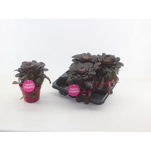 Aeonium rood 4 stuks per tray met etiket