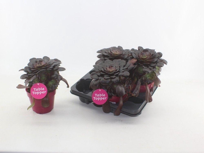 <h4>Aeonium rood 4 stuks per tray met etiket</h4>