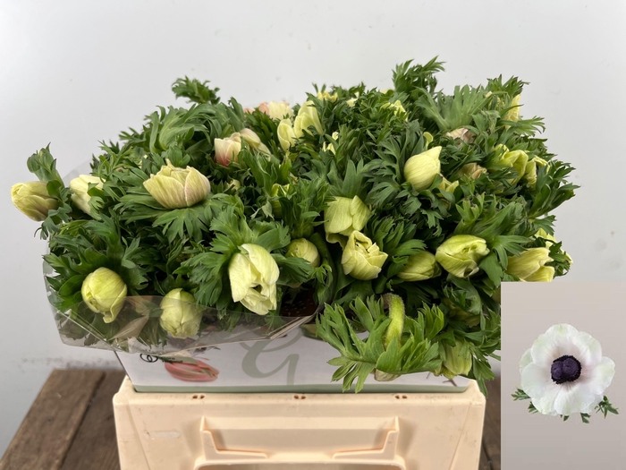 <h4>ANEM CO MAR PANDA</h4>