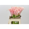 Zantedeschia Eydolls Salmon