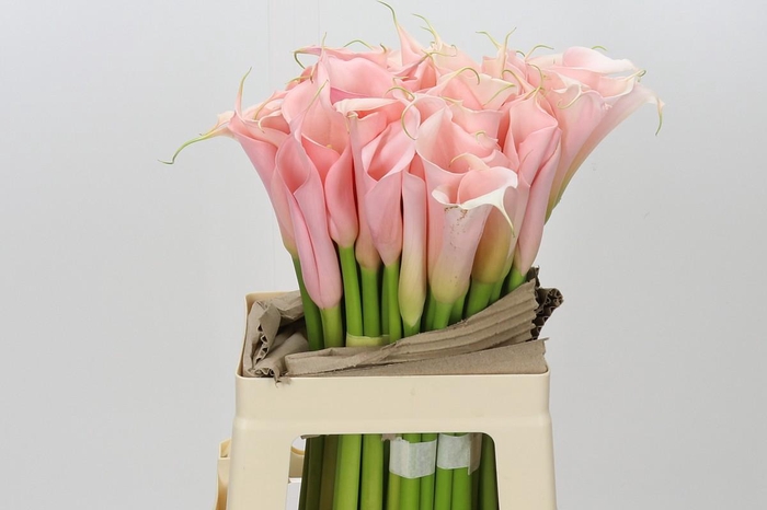 <h4>Zantedeschia Eydolls Salmon</h4>