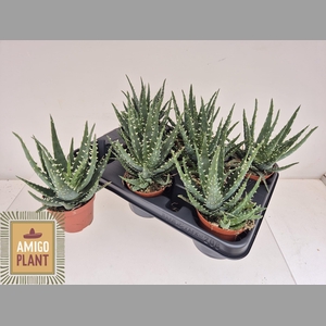 ALOE AR BORA