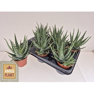 ALOE AR BORA