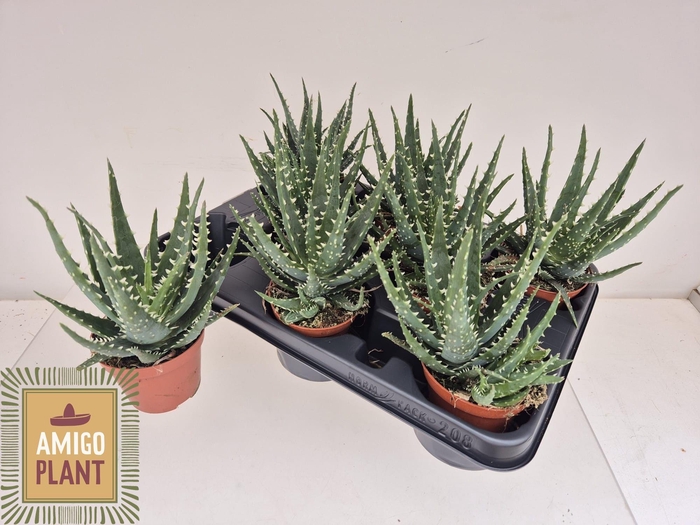 <h4>ALOE AR BORA</h4>