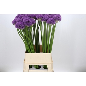 Allium Gladiator
