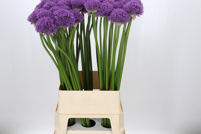 <h4>Allium Gladiator</h4>