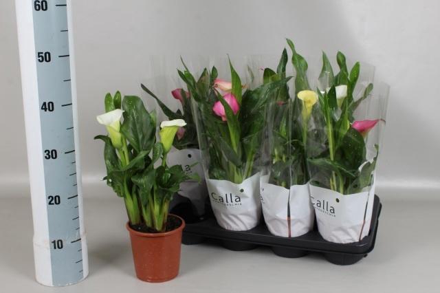 <h4>ZANT GEM 4 KL</h4>