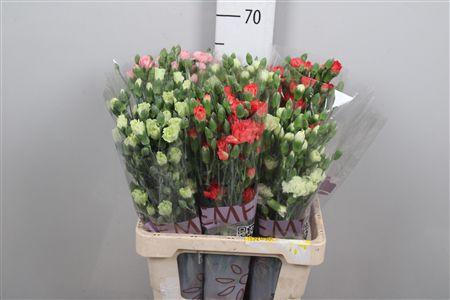 <h4>Di Tr Gem In Fust</h4>