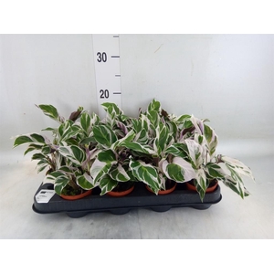 Calathea  'Fusion White'