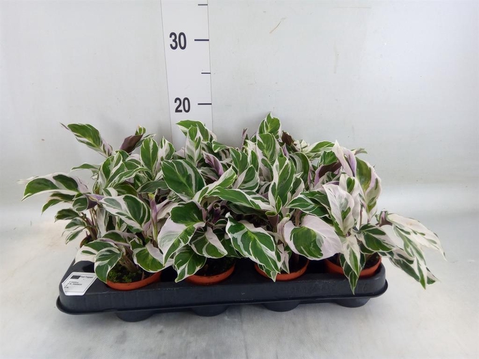 <h4>Calathea 'Fusion White'</h4>
