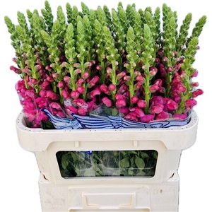 ANTIR AVIGNON ROSE