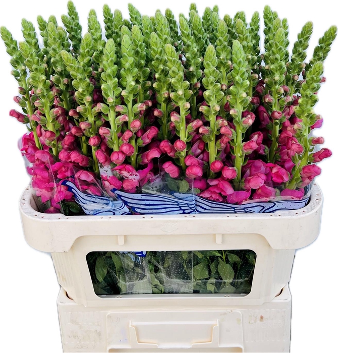 <h4>ANTIR AVIGNON ROSE</h4>