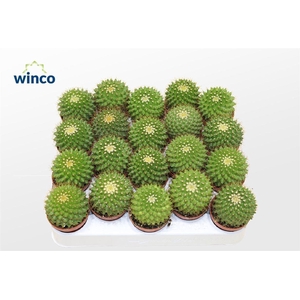 Mammillaria Marksiana