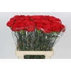 Dianthus St Arona