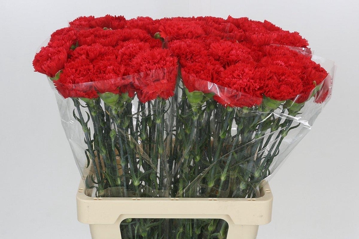 Dianthus St Arona