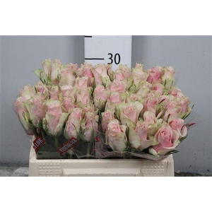 R Gr Pink Athena
