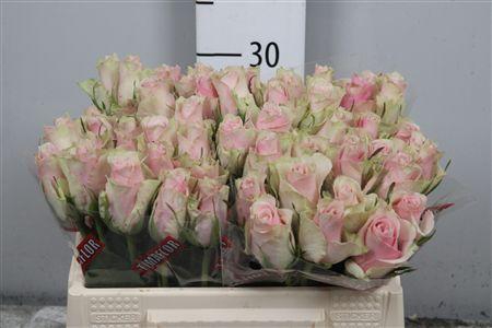 <h4>R Gr Pink Athena</h4>