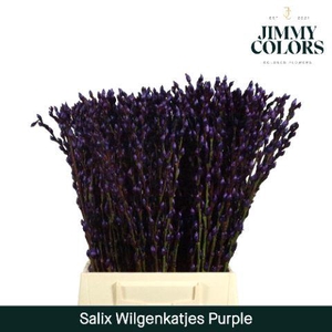 Salix Katjes L50 Purple