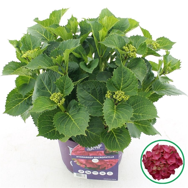 <h4>Hydrangea macr. Forever & Ever® Rood C5 (23cm.) Kn.</h4>