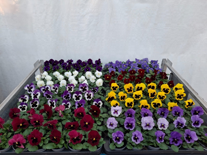 <h4>VIO WI DELTA GEM</h4>