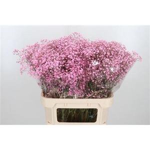 GYPS GROF PAINT NEW ROSA,40 GR.