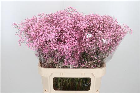 <h4>GYPS GROF PAINT NEW ROSA,40 GR.</h4>